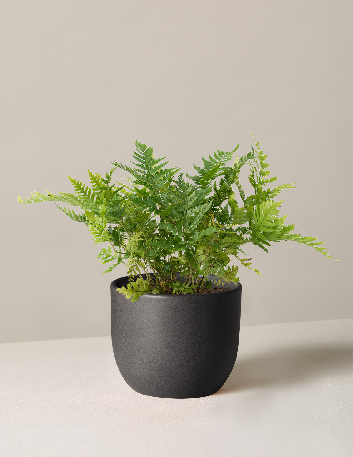 small indoor fern plants Japanese Shield Fern