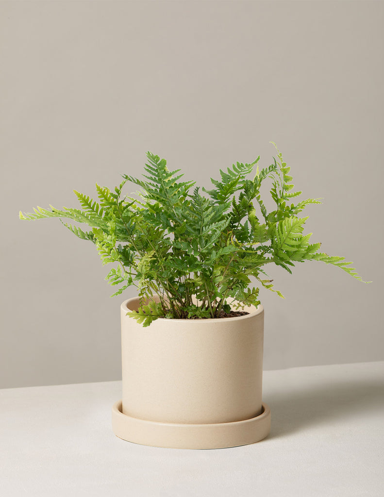 Autumn Fern