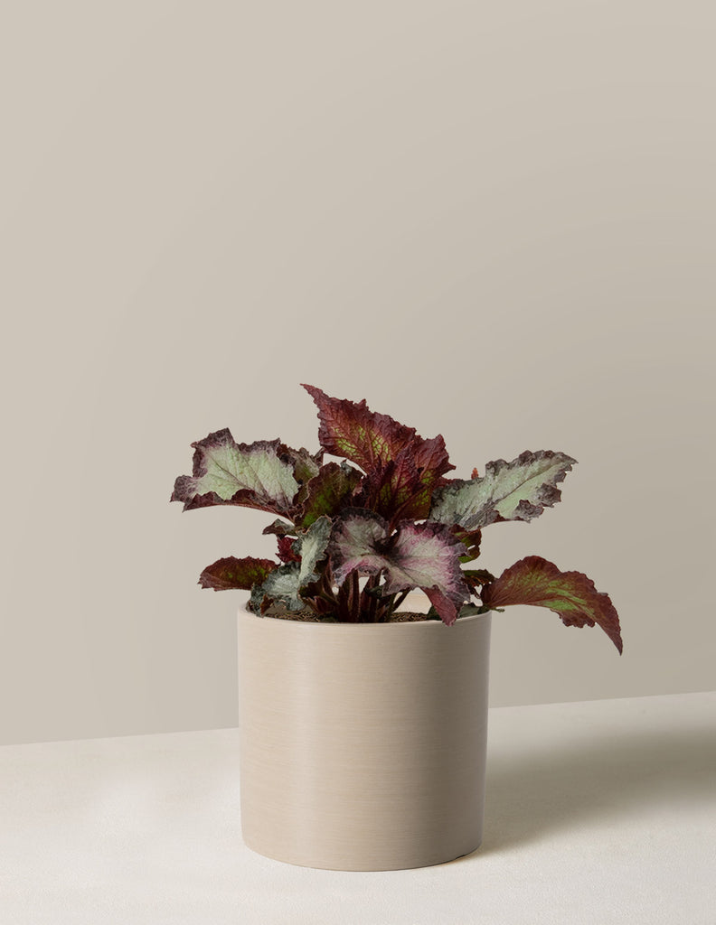 Begonia Jurassic™ Silver Point