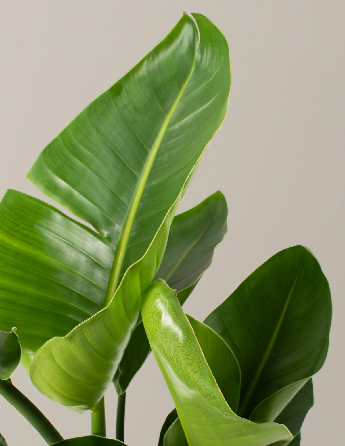 Bird of Paradise