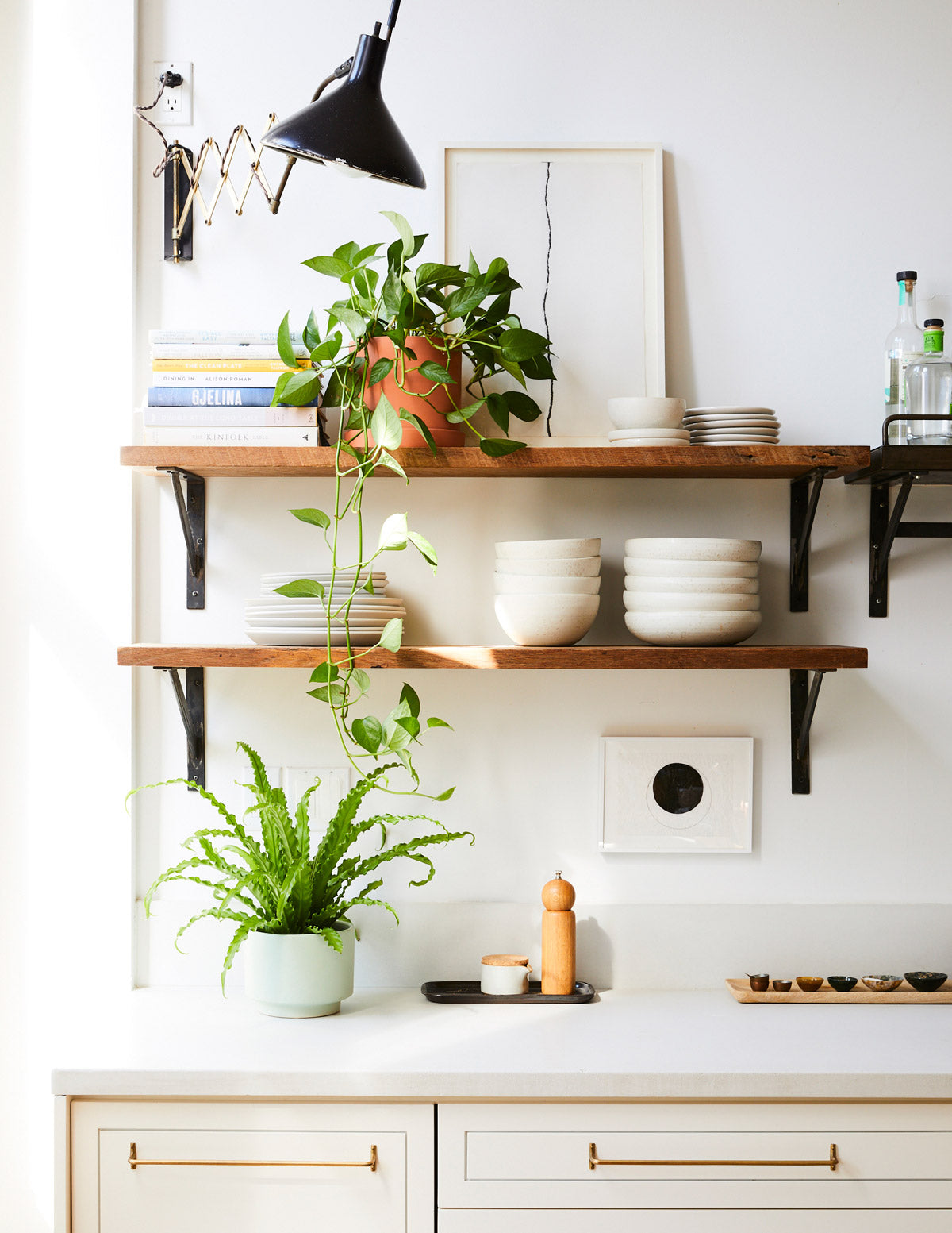 birds nest fern office Bird's Nest Fern Victoria | Easy and Trendy Houseplants for Delivery