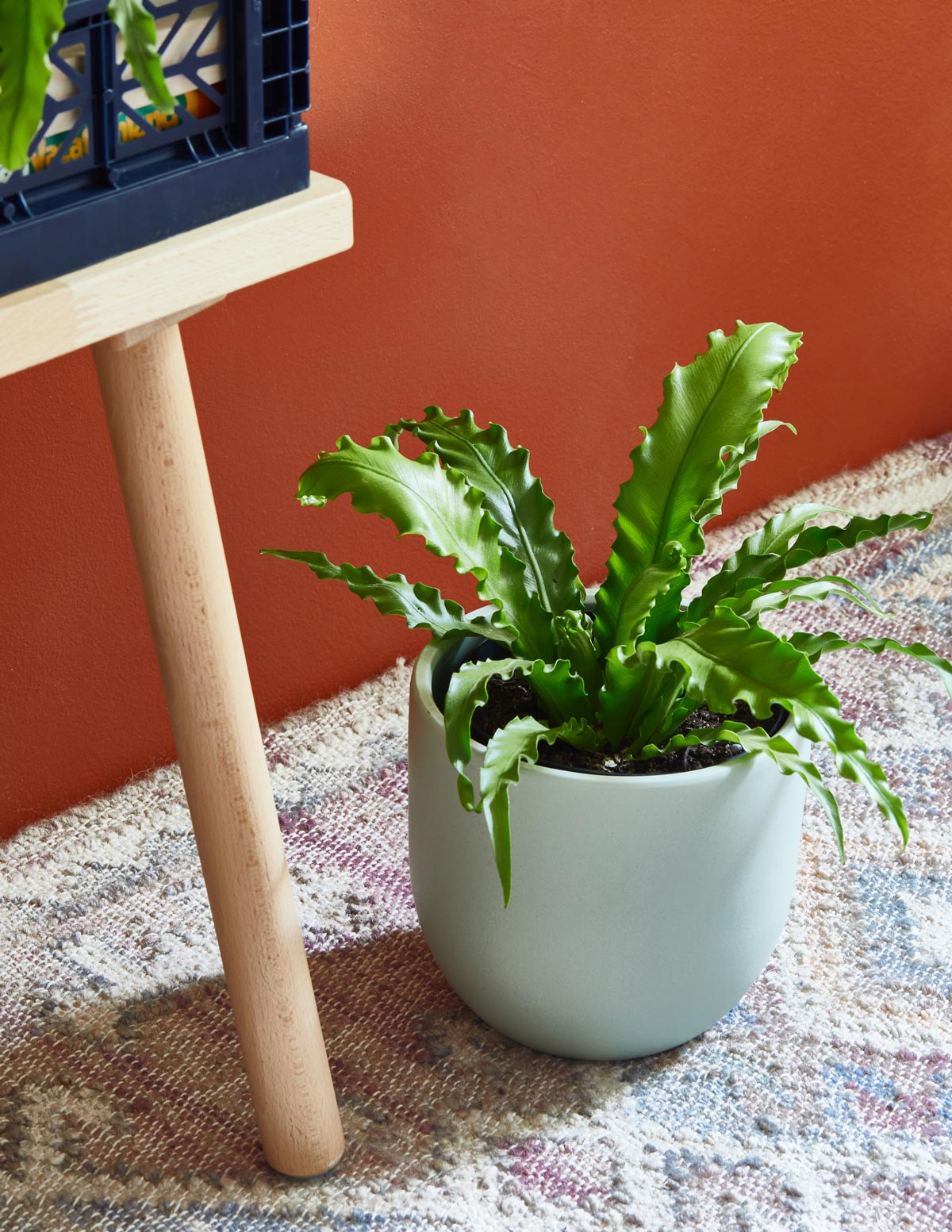 house plants with fronds Fern Friends Duo