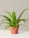 bundle | Medium | Grow Pot