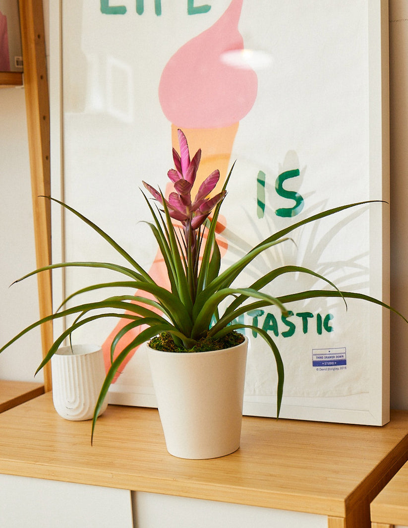 bromeliad-antonio-pink-flowering-houseplants-for-delivery-the-sill