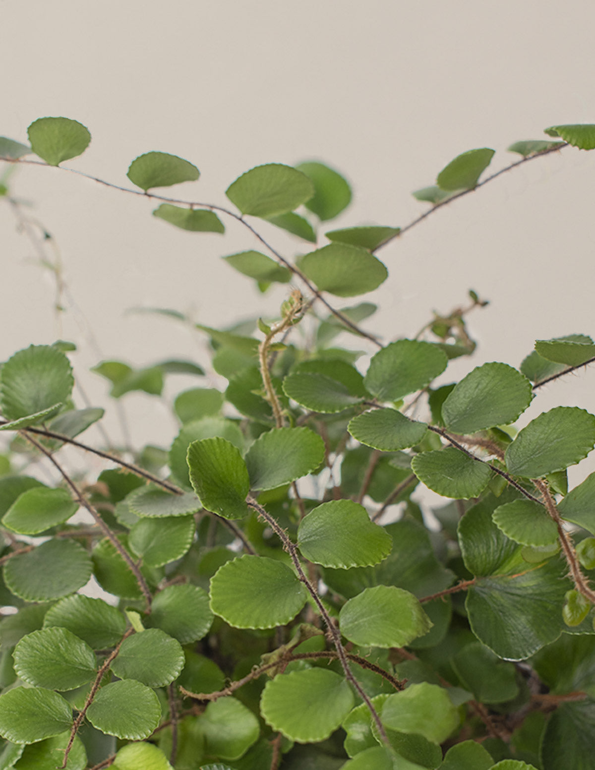 Button Fern