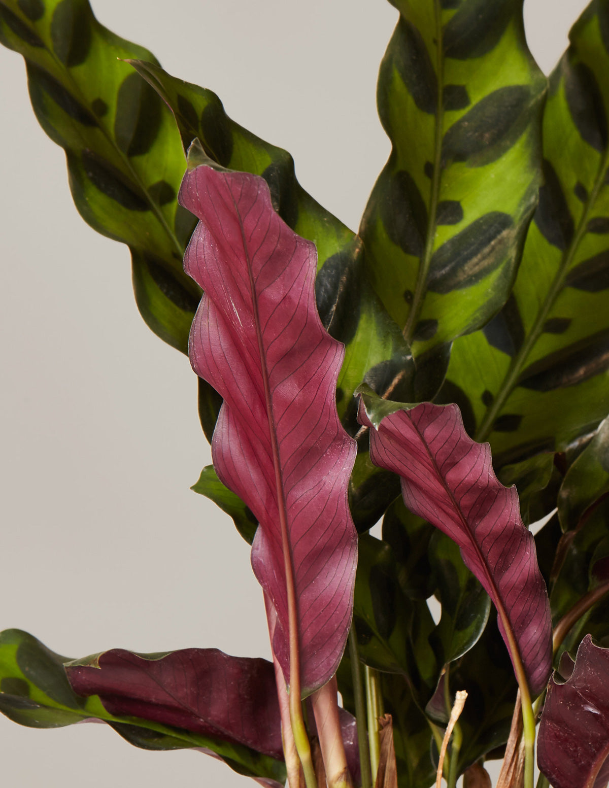 prayer plant rattlesnake Calathea Rattlesnake Houseplant with Planter - Medium (4"-8" tall) Sage Planter