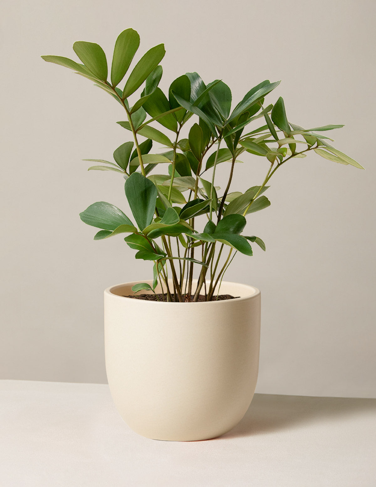cardboard succulent Cardboard Palm Plant Zamia furfuracea | Unique Houseplants for Delivery