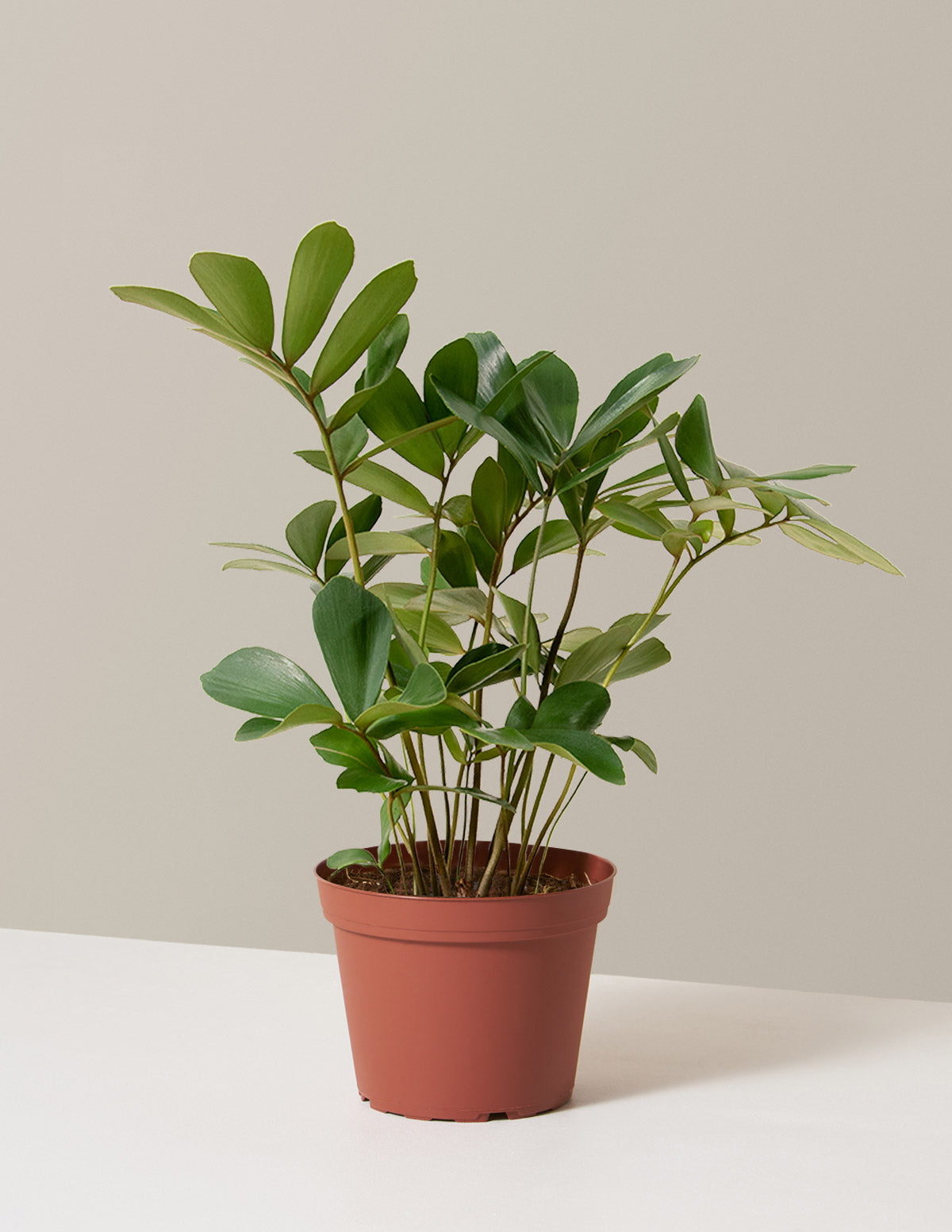 bundle | Medium | Grow Pot