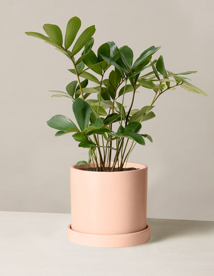 Cardboard Palm