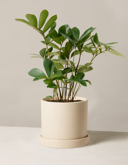 Cardboard Palm