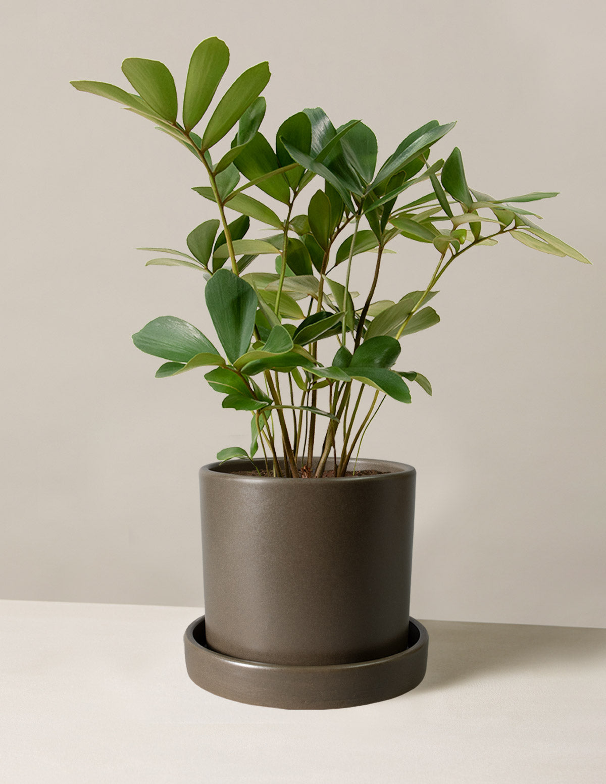 Cardboard Palm Plant Zamia furfuracea | Unique Houseplants for Delivery
