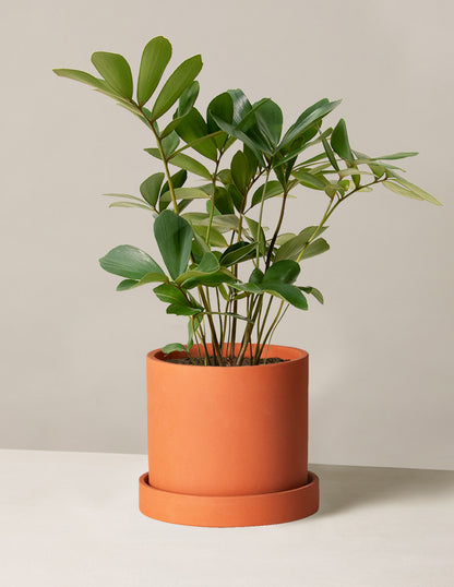 Cardboard Palm