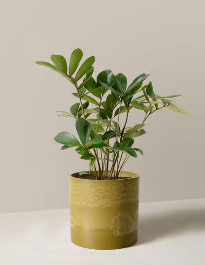 Cardboard Palm