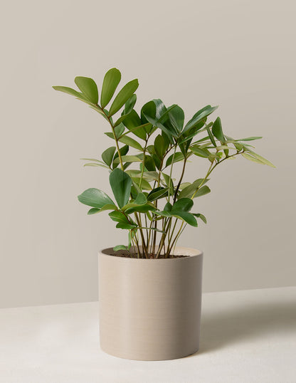 Cardboard Palm