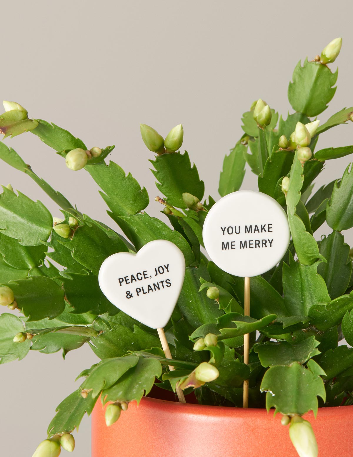Ceramic Message Plant Pops | Indoor Plants and Houseplants for Delivery