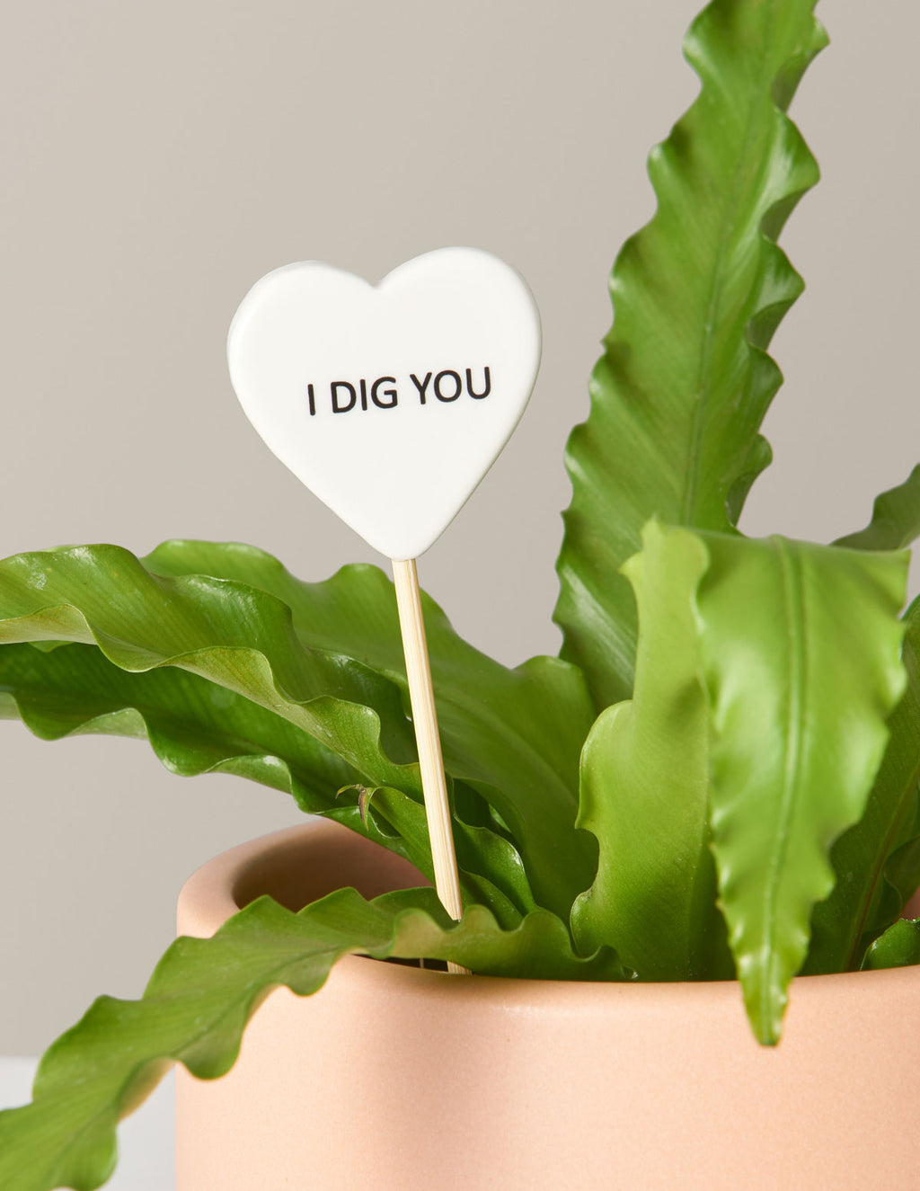 bundle | I Dig You