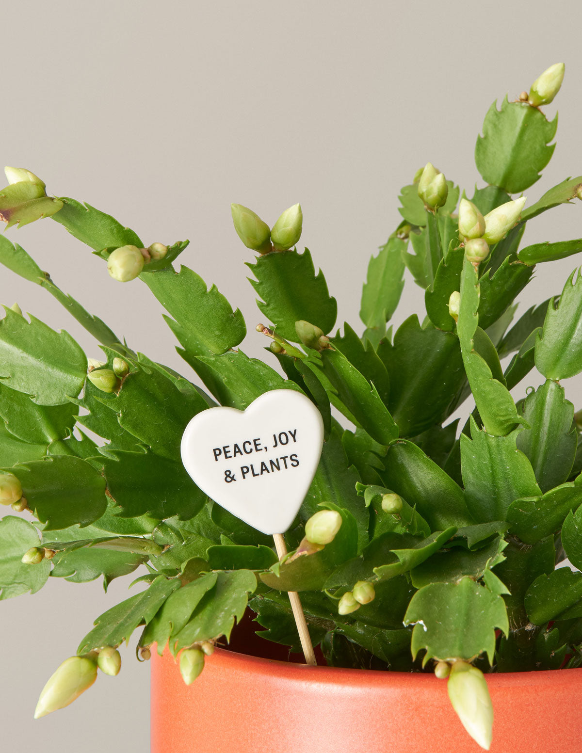 send prayer plant as gift The Sill Message Pop I Dig You Heart
