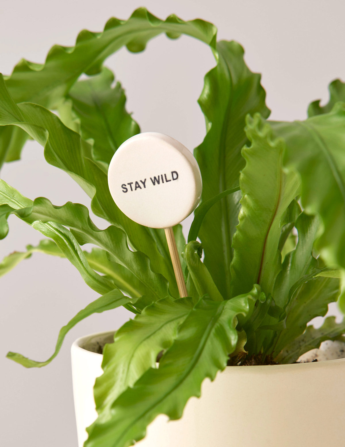 send prayer plant as gift The Sill Message Pop I Dig You Heart