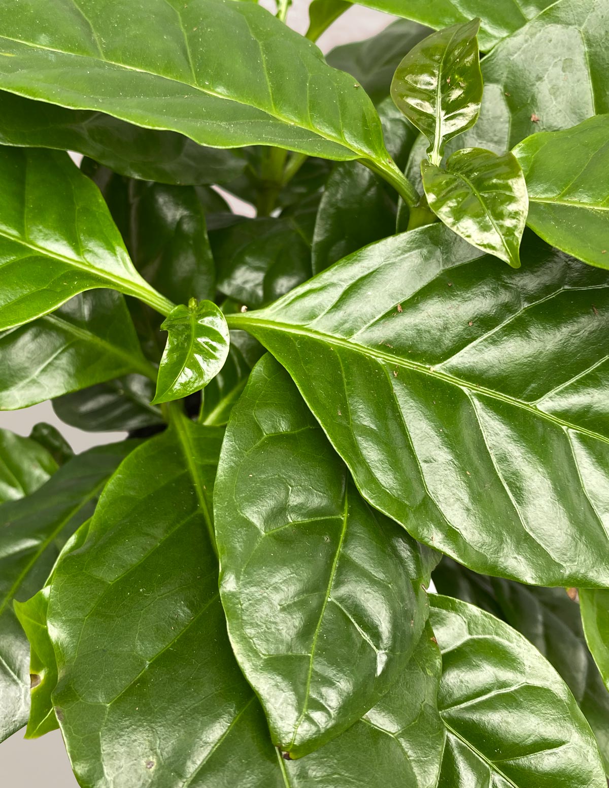 products/the-sill_coffee-plant_gallery_all_01.jpg