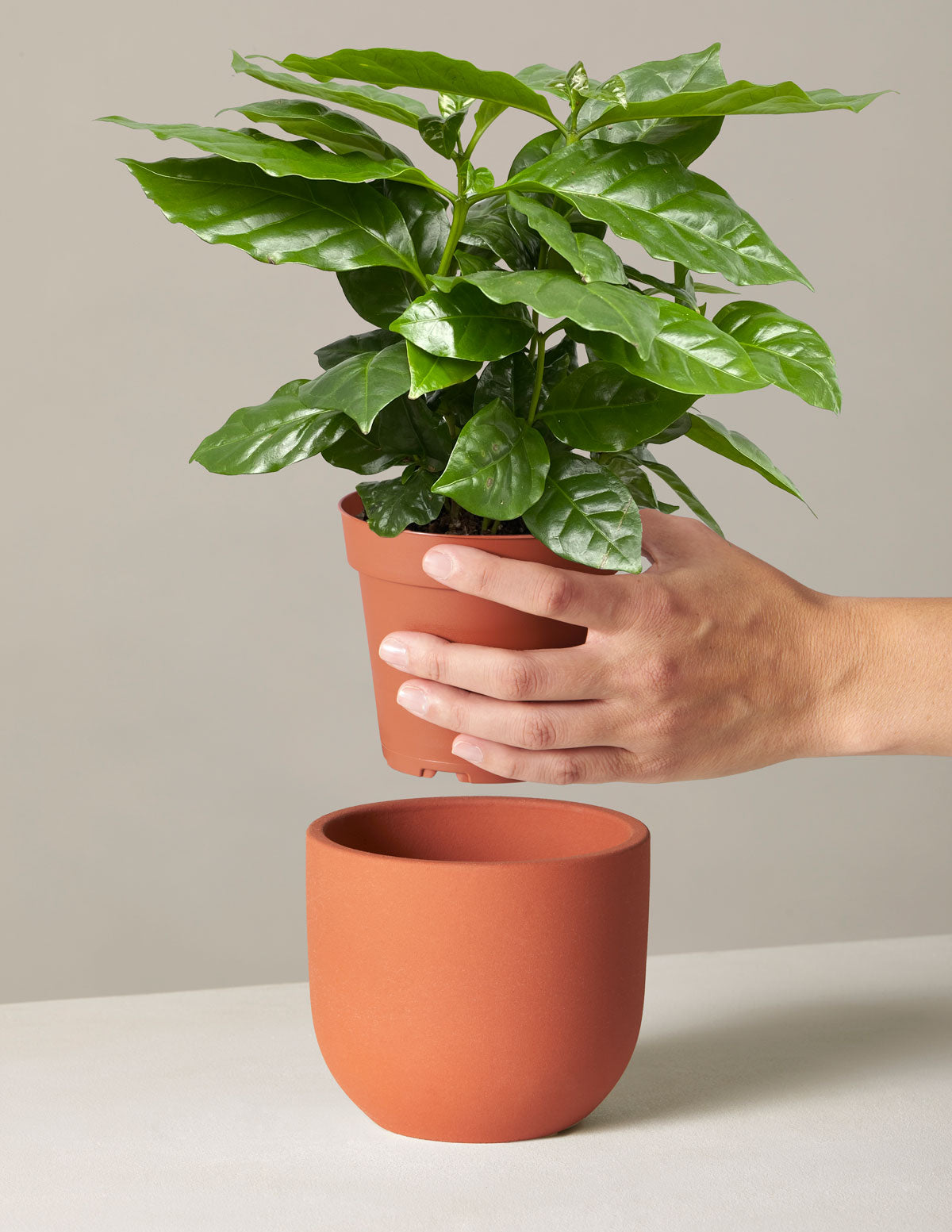 coffee plant houseplant Coffee Plant | Indoor Houseplants for Delivery