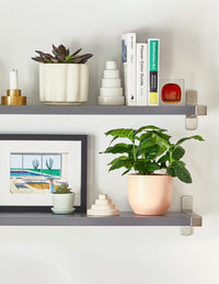 Coffee Plant