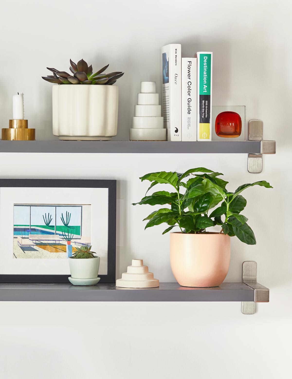 the sill indoor plants Coffee Plant - Small (5