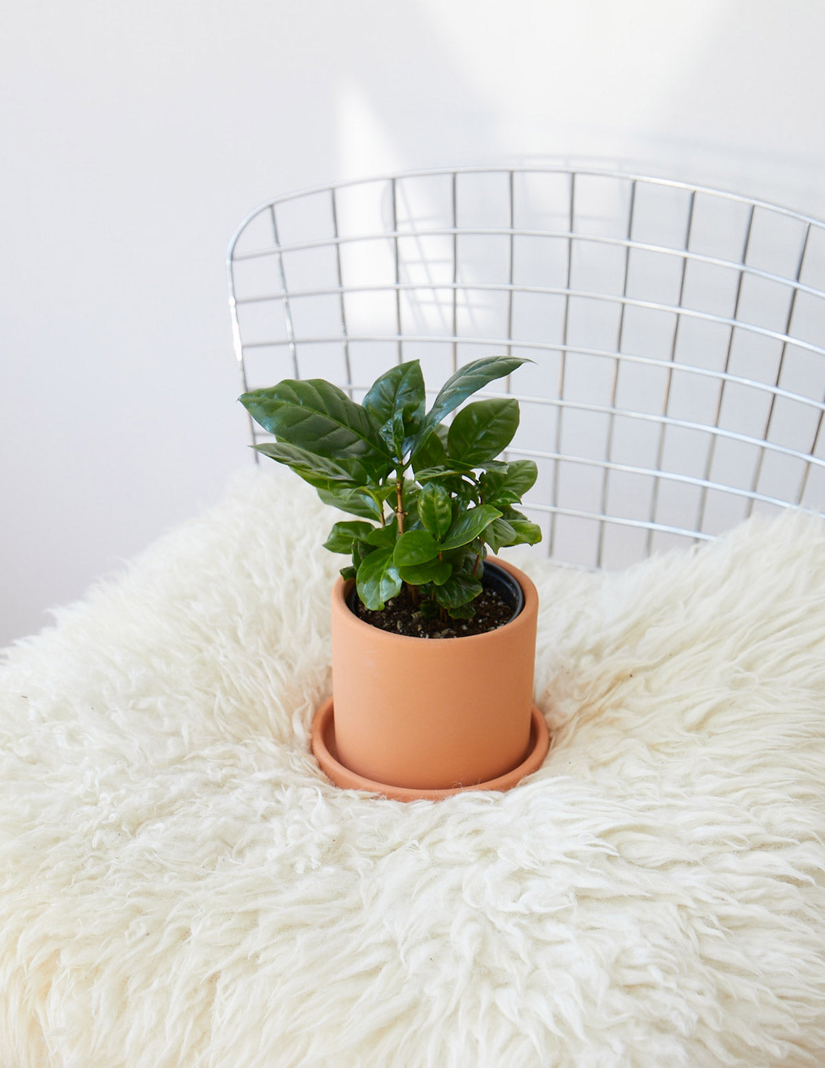 the sill indoor plants Coffee Plant - Small (5"-10" tall) Grow Pot