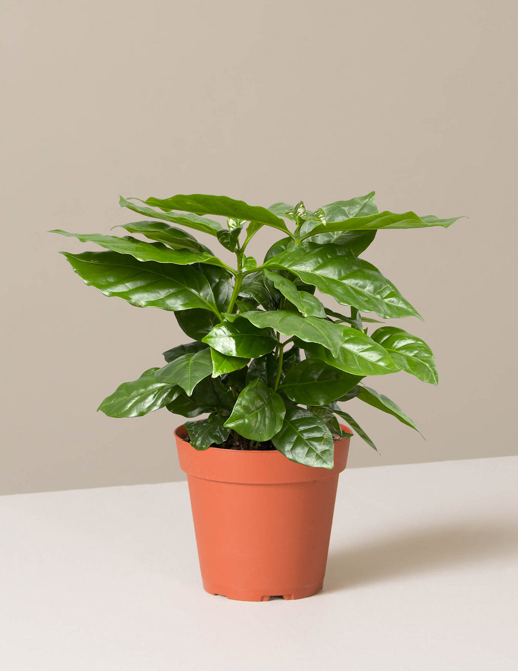 bundle | Small | Grow Pot
