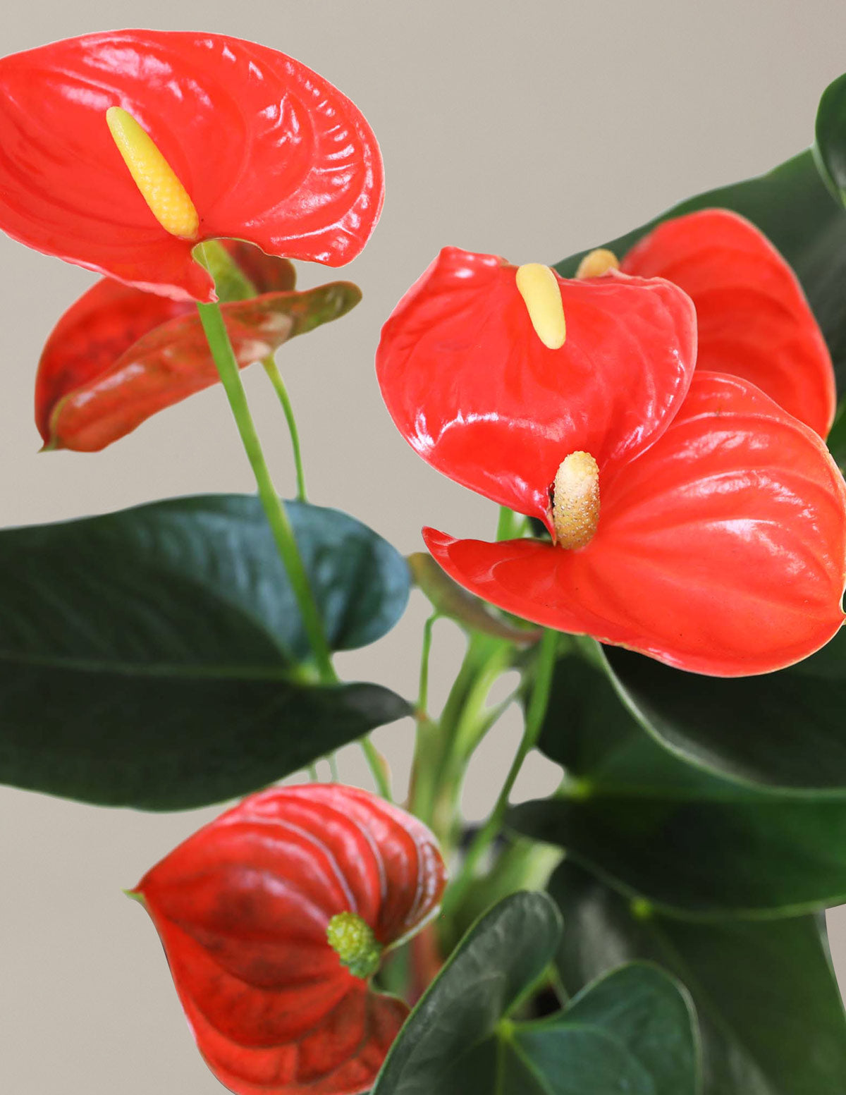 Coral Anthurium Houseplant with Planter - Small (12