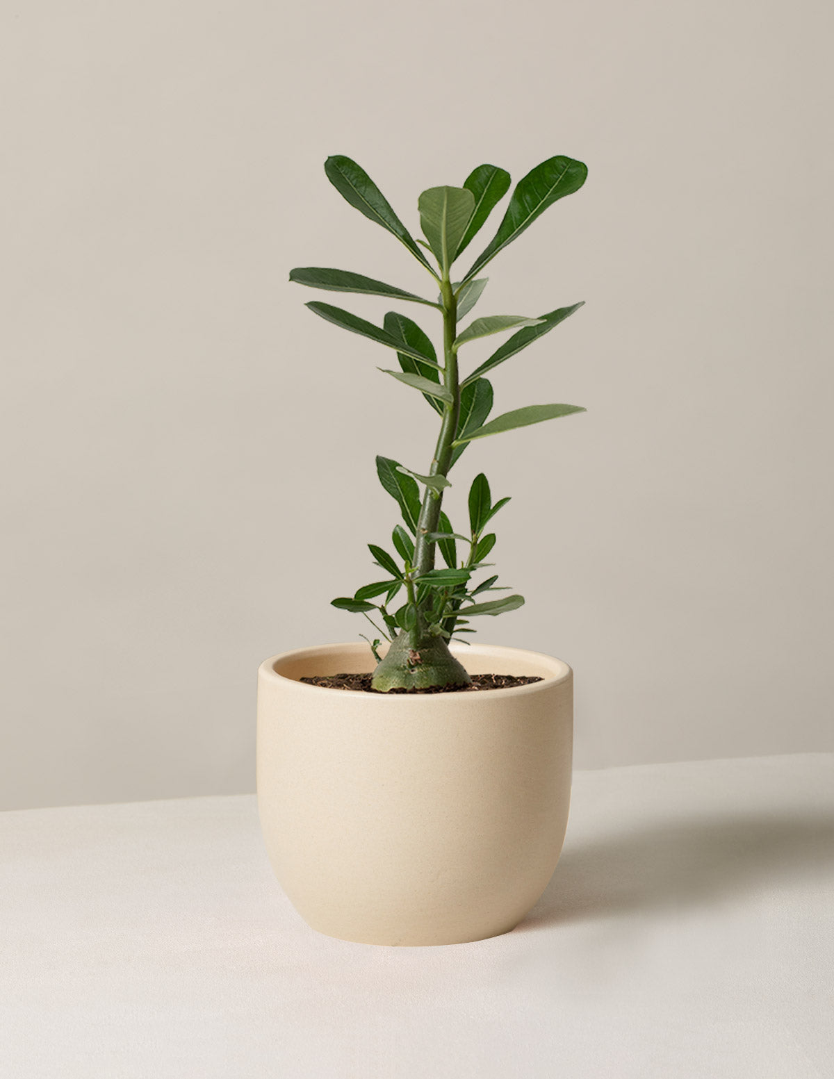 best indoor plants for desert Desert Rose Succulent Houseplant | Easy Indoor Plants for Delivery