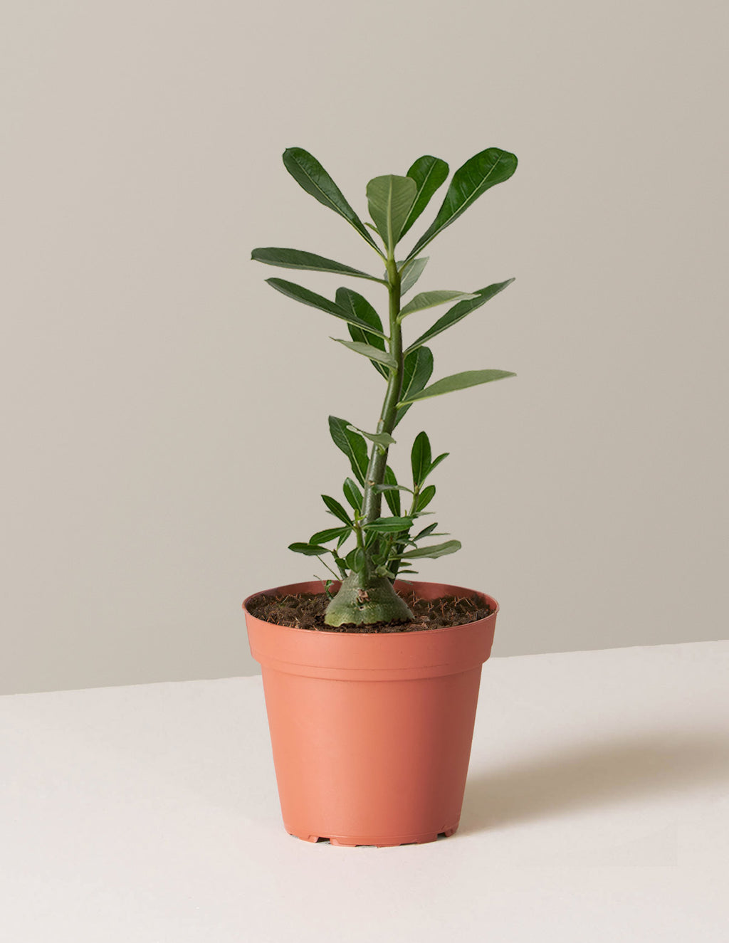 bundle | Small | Grow Pot
