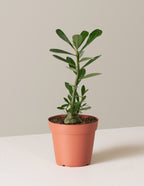 bundle | Small | Grow Pot