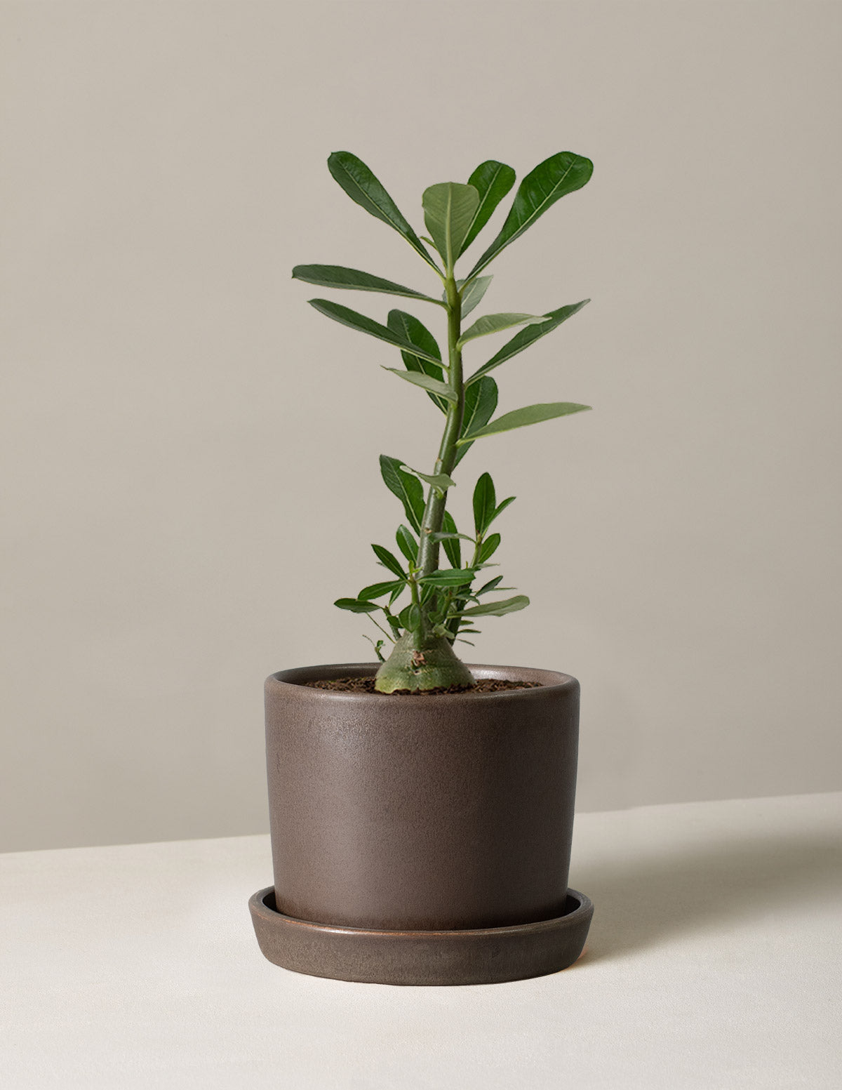 desert plants for indoors Desert Rose Succulent Houseplant | Easy Indoor Plants for Delivery