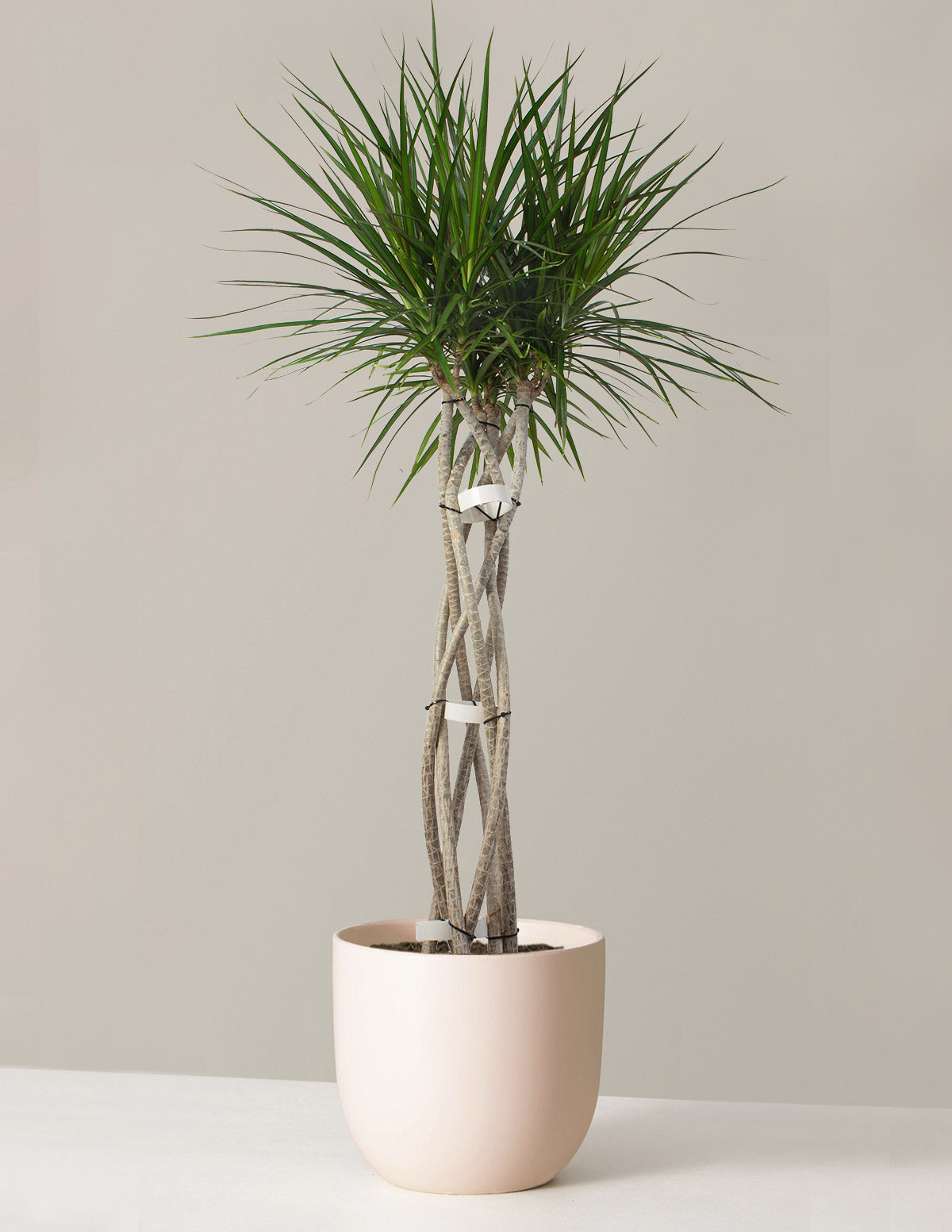 Large Dracaena Marginata Open Weave