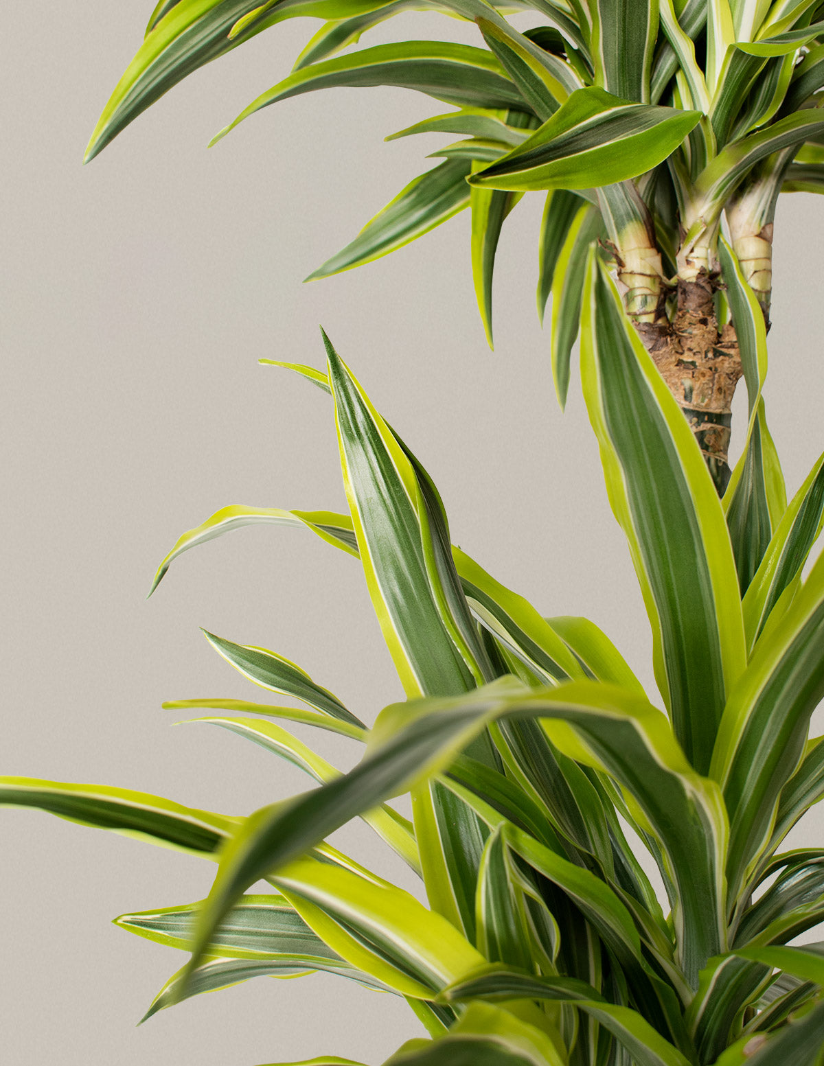 dracaena lemon lime height Large Dracaena Lemon Lime Houseplant with Planter - Large (30"-40" tall) Sand Planter
