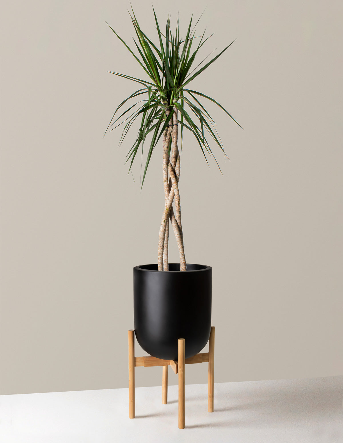 Large Dracaena Marginata Open Weave