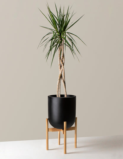Large Dracaena Marginata Open Weave