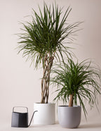 Dracaena Marginata Open Weave
