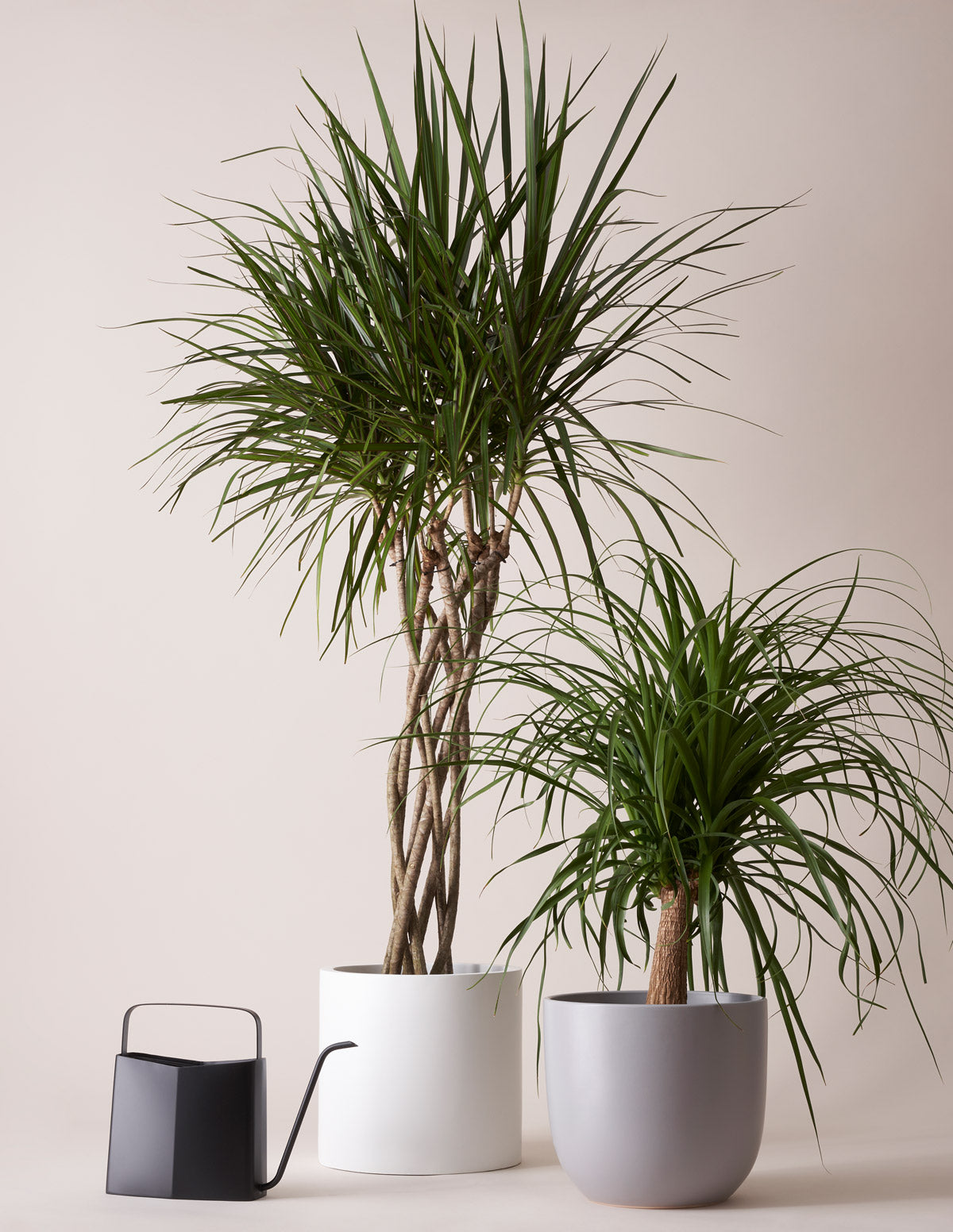 Large Dracaena Marginata Open Weave