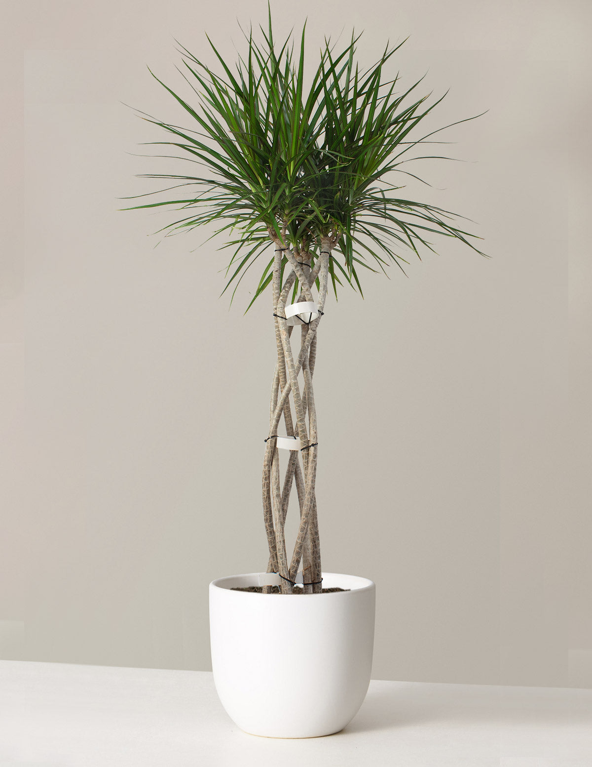 Large Dracaena Marginata Open Weave