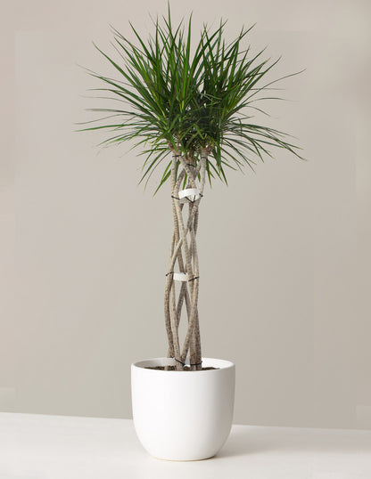 Large Dracaena Marginata Open Weave