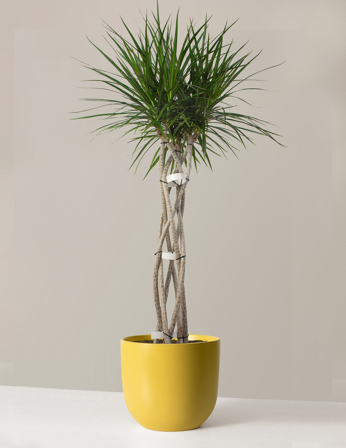 Large Dracaena Marginata Open Weave