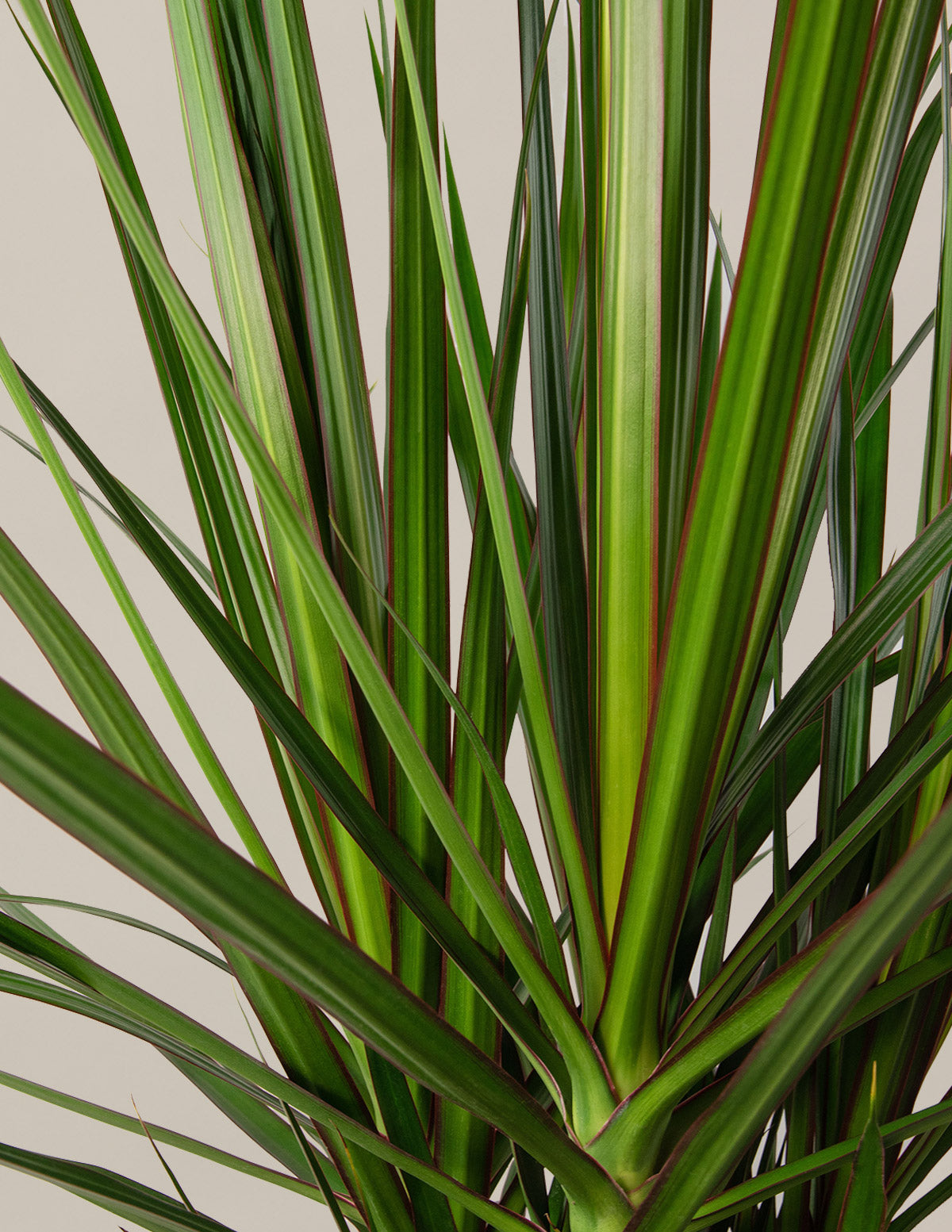 Large Dracaena Marginata Open Weave