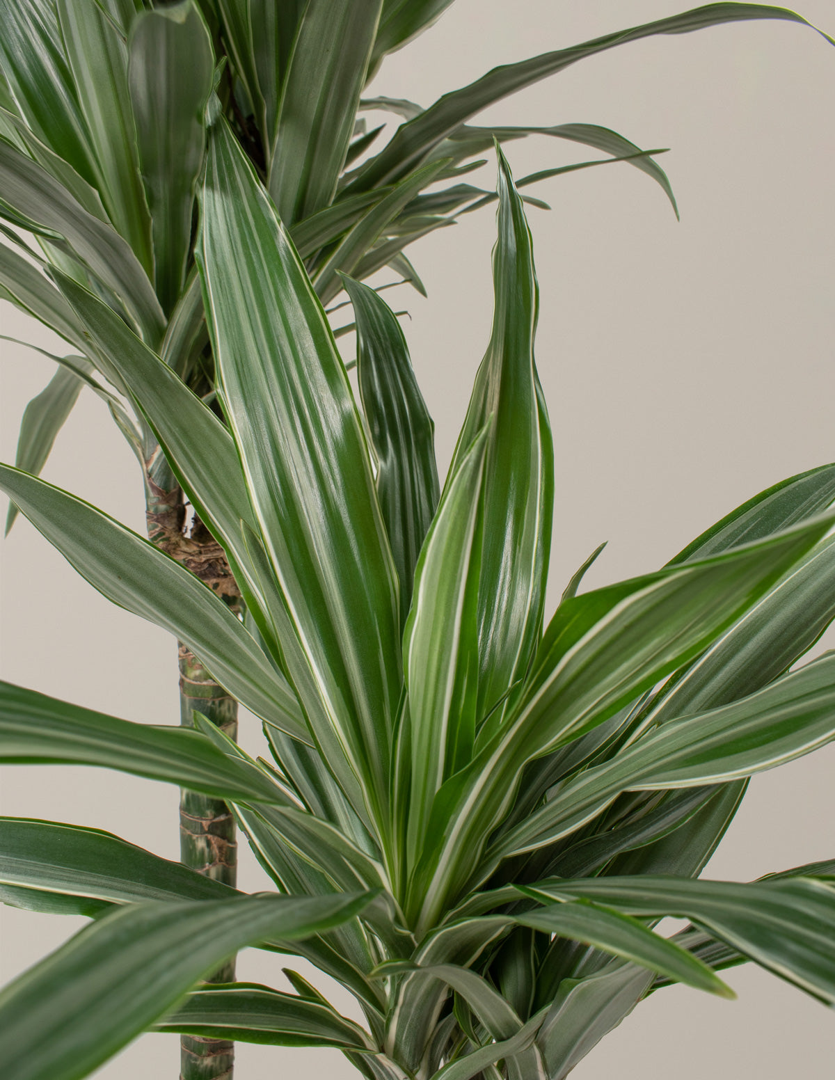 jumbo dracaena Large Dracaena Warneckii
