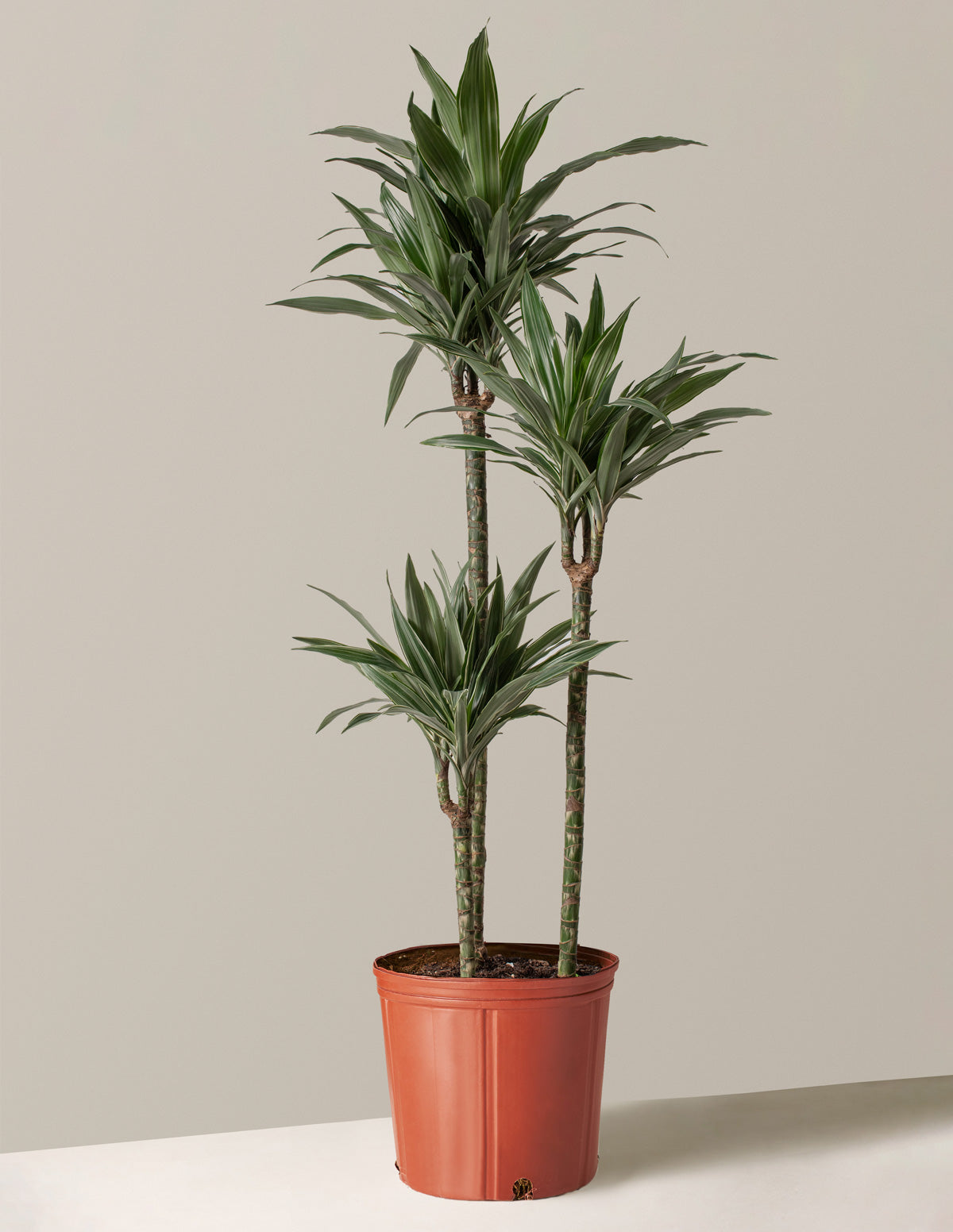 big dracaena plant Large Dracaena Warneckii