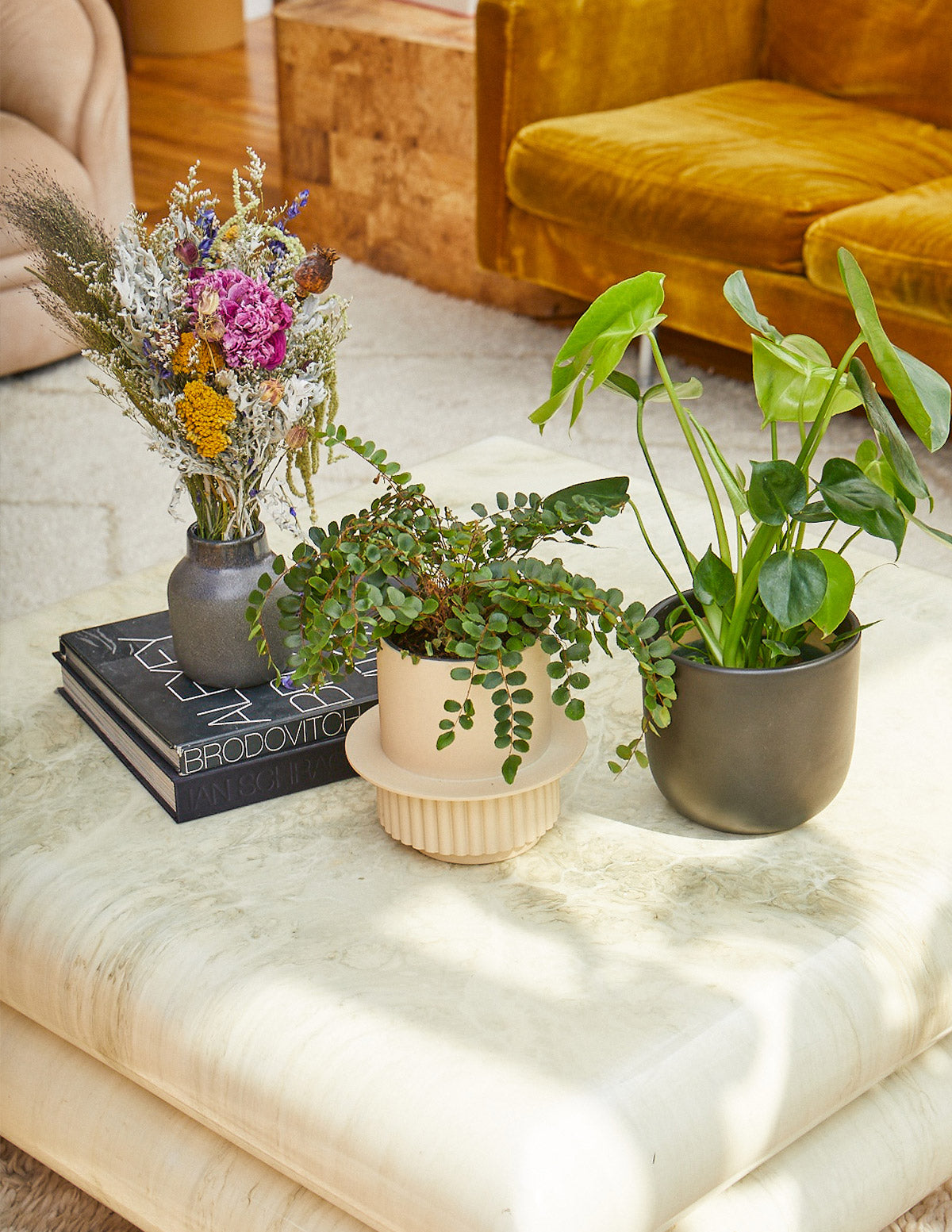 Button Fern