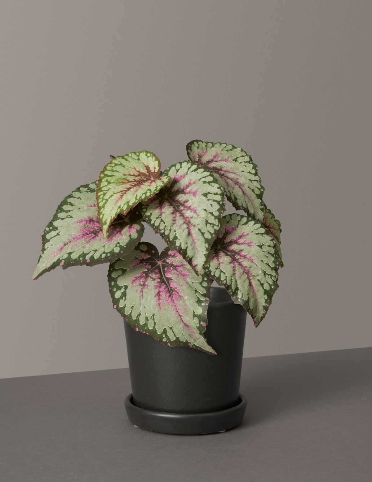 Faux Rex Begonia