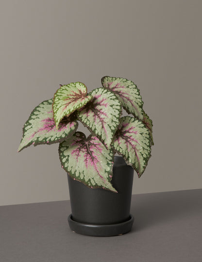 Faux Rex Begonia