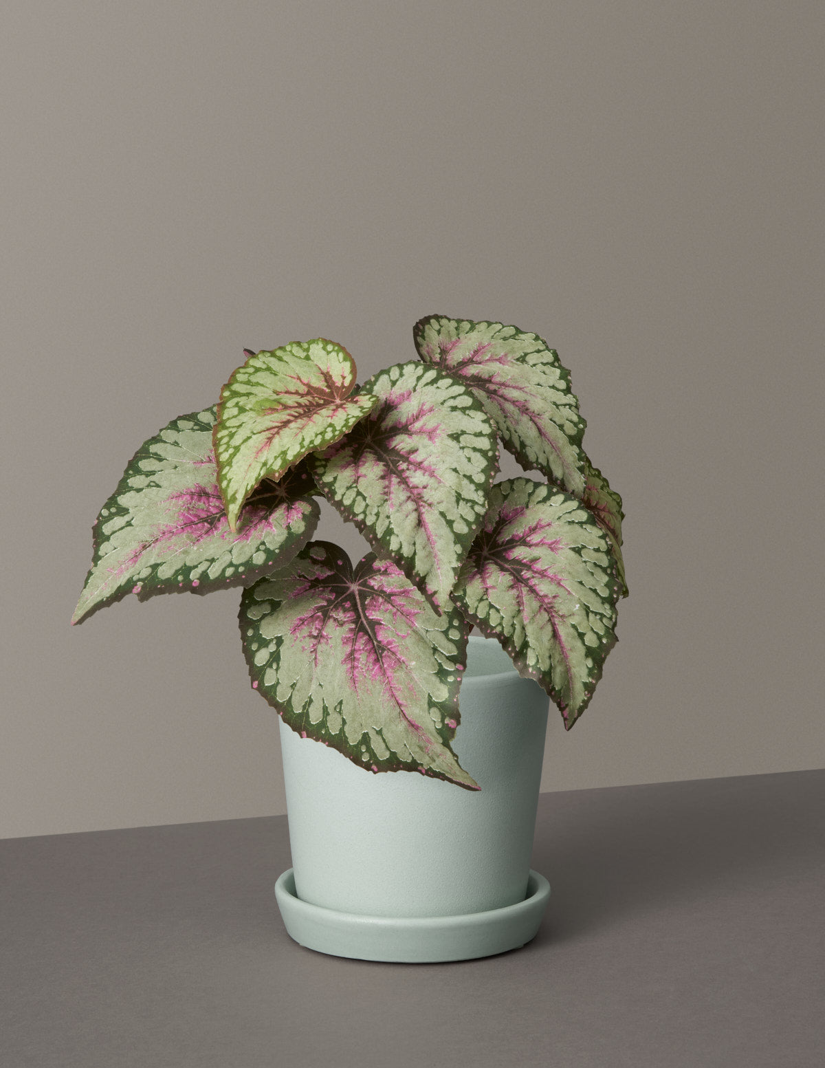 Faux Rex Begonia
