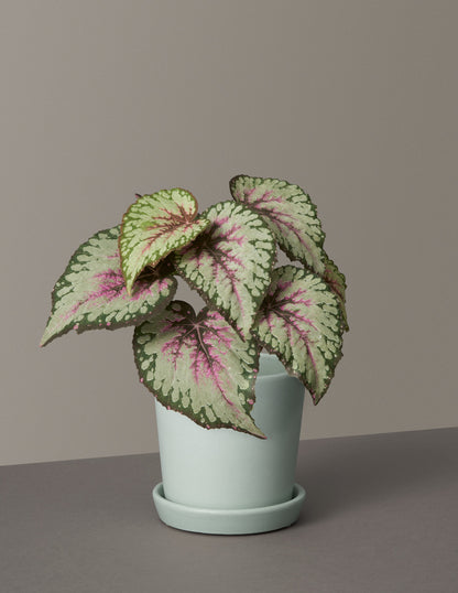 Faux Rex Begonia